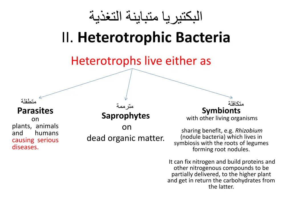 ii heterotrophic bacteria 1