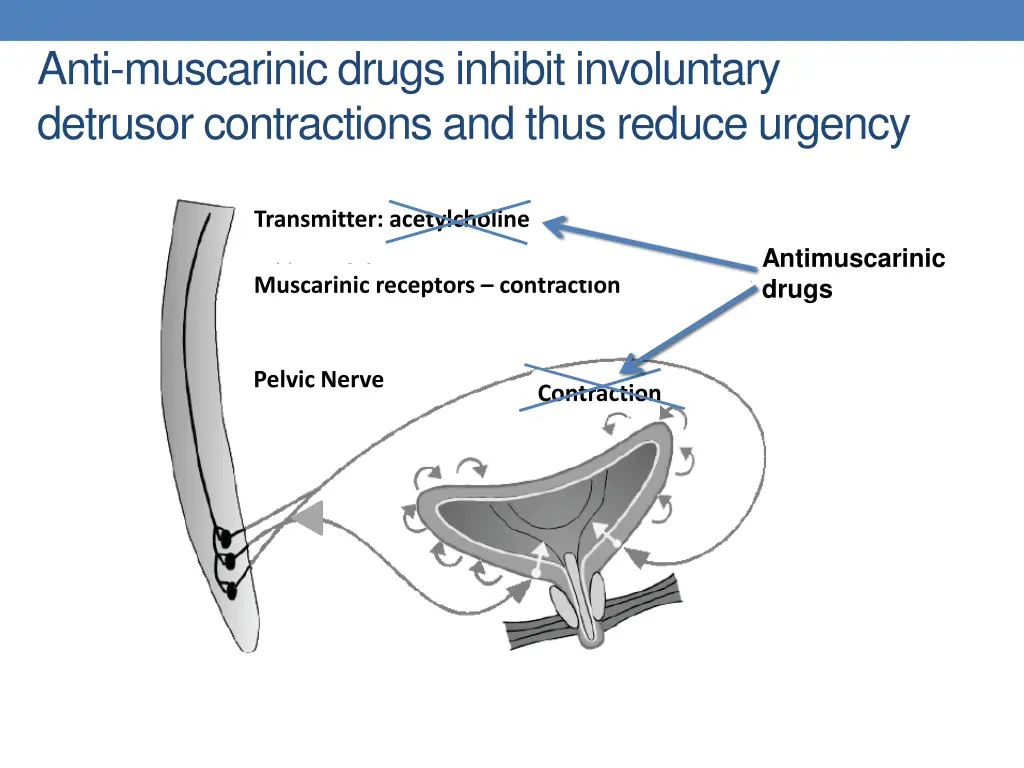 anti muscarinic drugs inhibit involuntary