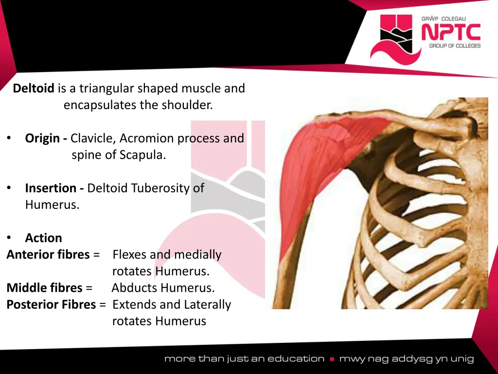 deltoid is a triangular shaped muscle