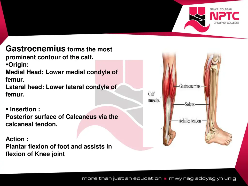 gastrocnemius forms the most prominent contour