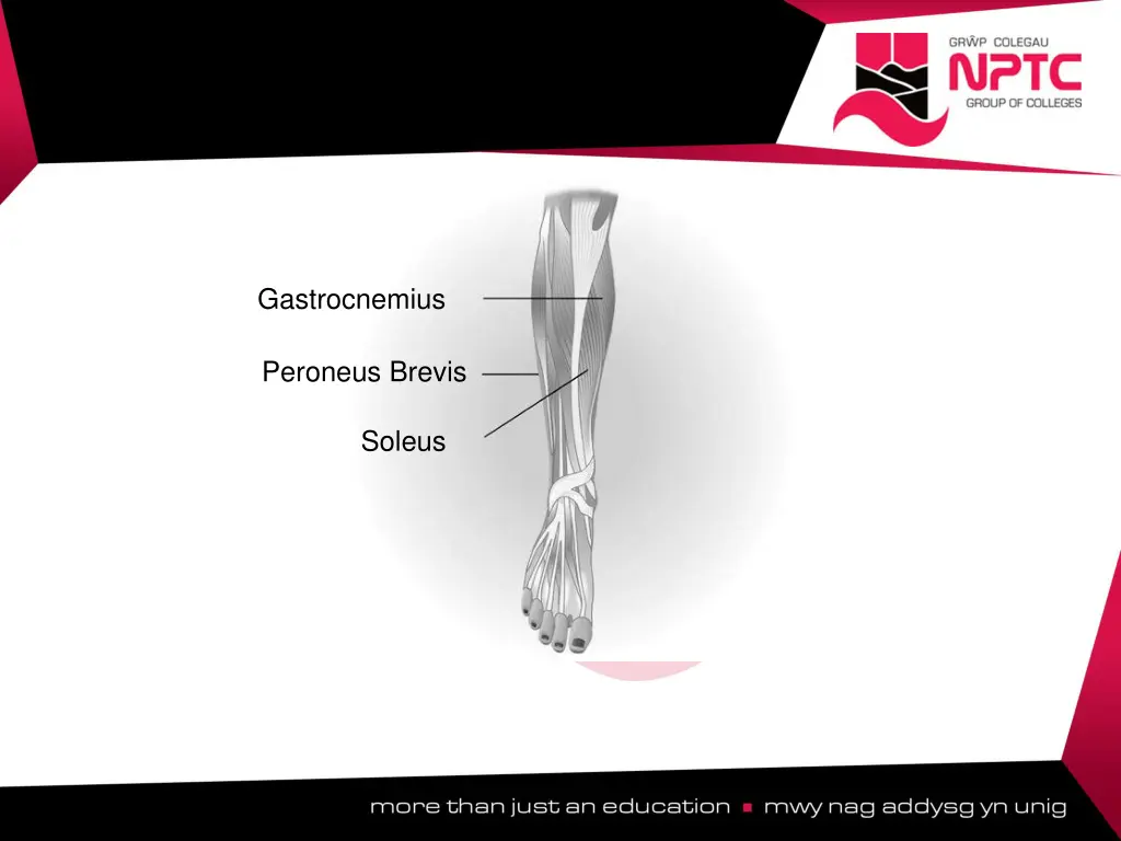 gastrocnemius