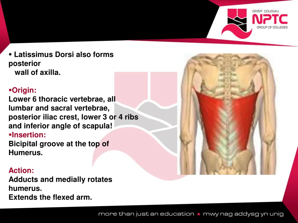latissimus dorsi also forms posterior wall