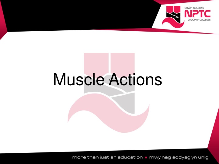 muscle actions