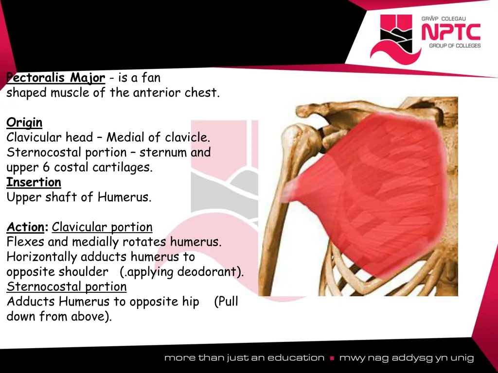 pectoralis major is a fan shaped muscle