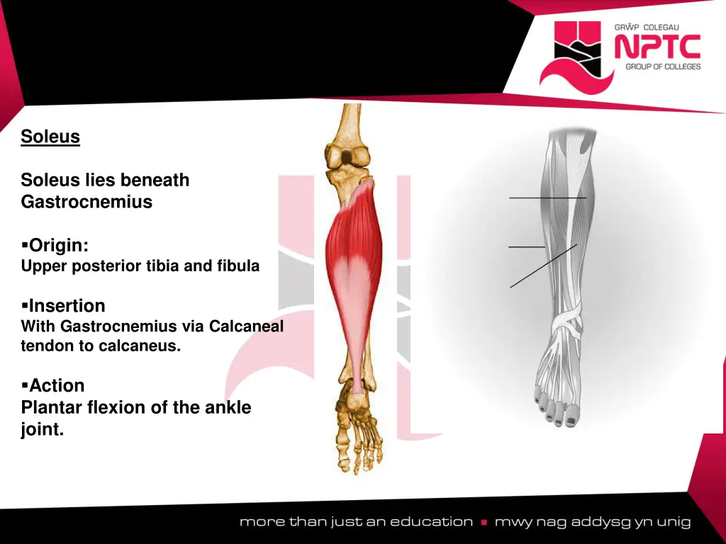 soleus