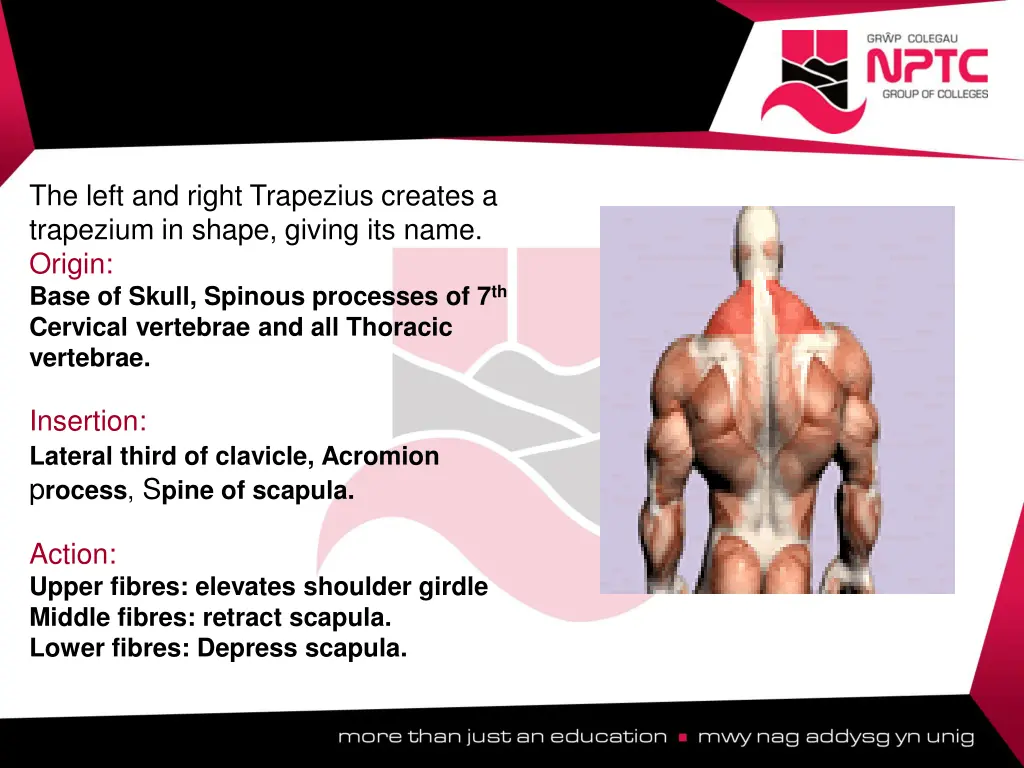 the left and right trapezius creates a trapezium