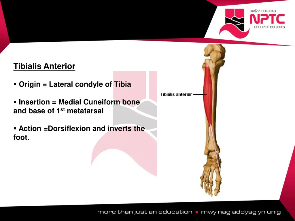 tibialis anterior origin lateral condyle of tibia