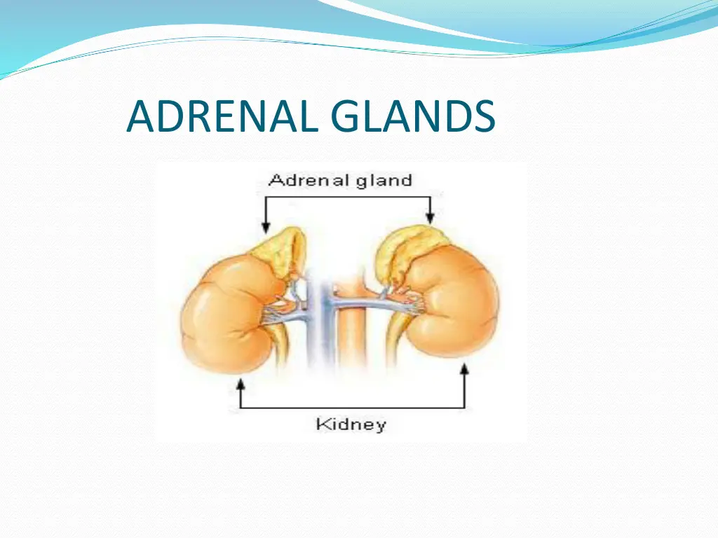 adrenal glands