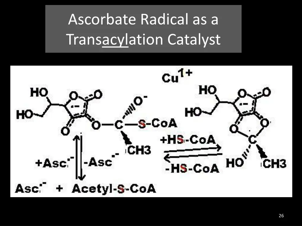 ascorbate radical as a transacylation catalyst