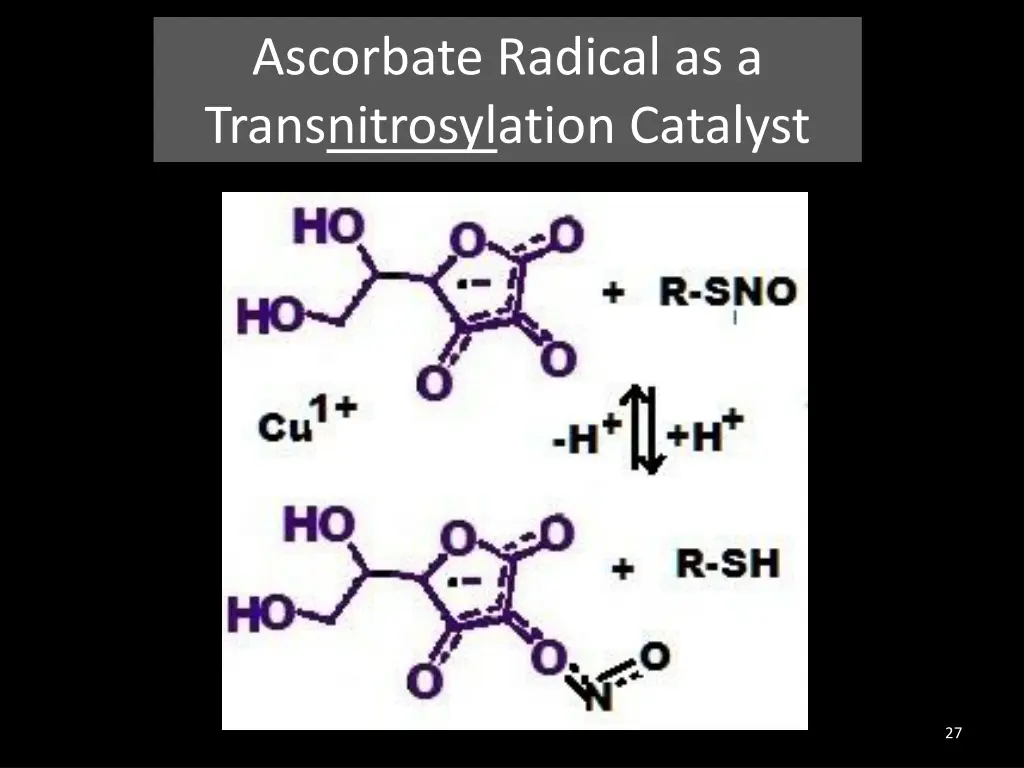 ascorbate radical as a transnitrosylation catalyst