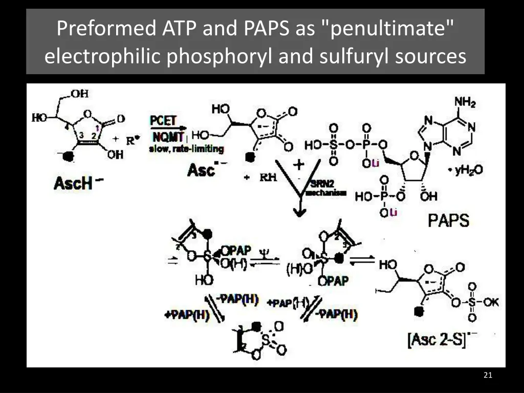 preformed atp and paps as penultimate