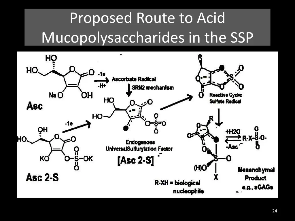 proposed route to acid mucopolysaccharides