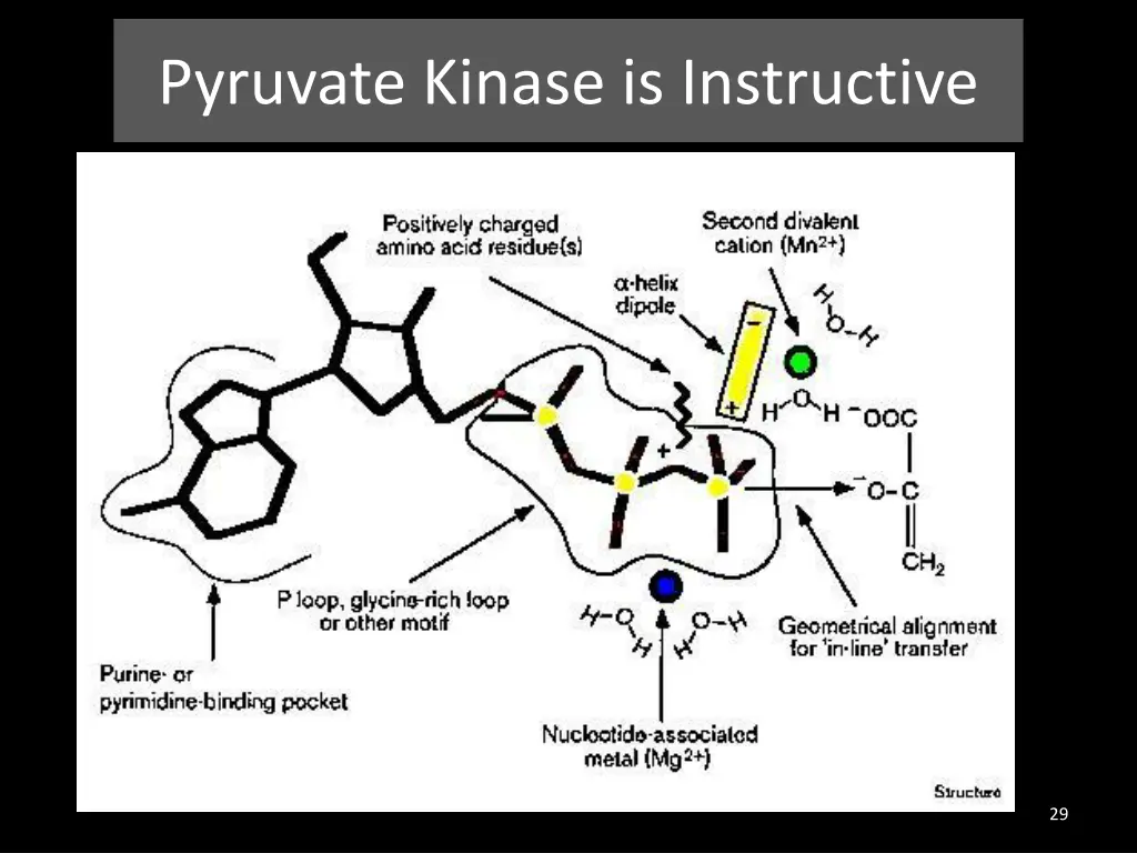 pyruvate kinase is instructive