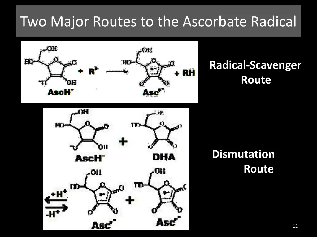 two major routes to the ascorbate radical