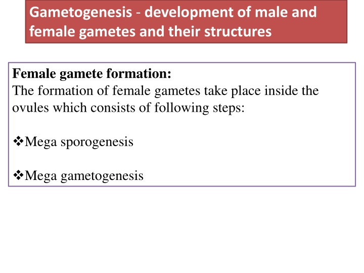 gametogenesis development of male and female