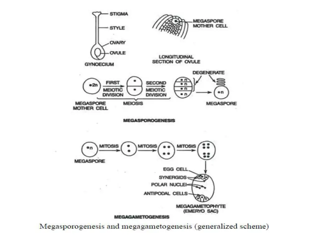 slide7