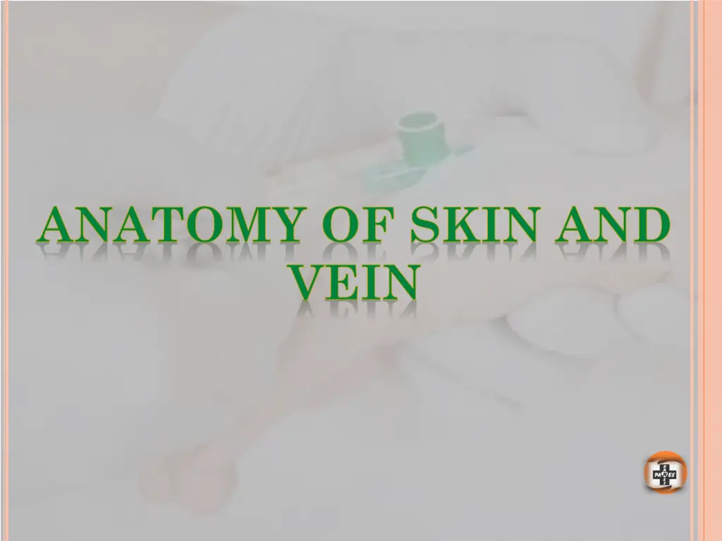 anatomy of skin and vein