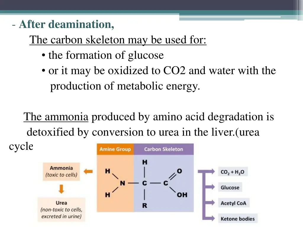 after deamination the carbon skeleton may be used