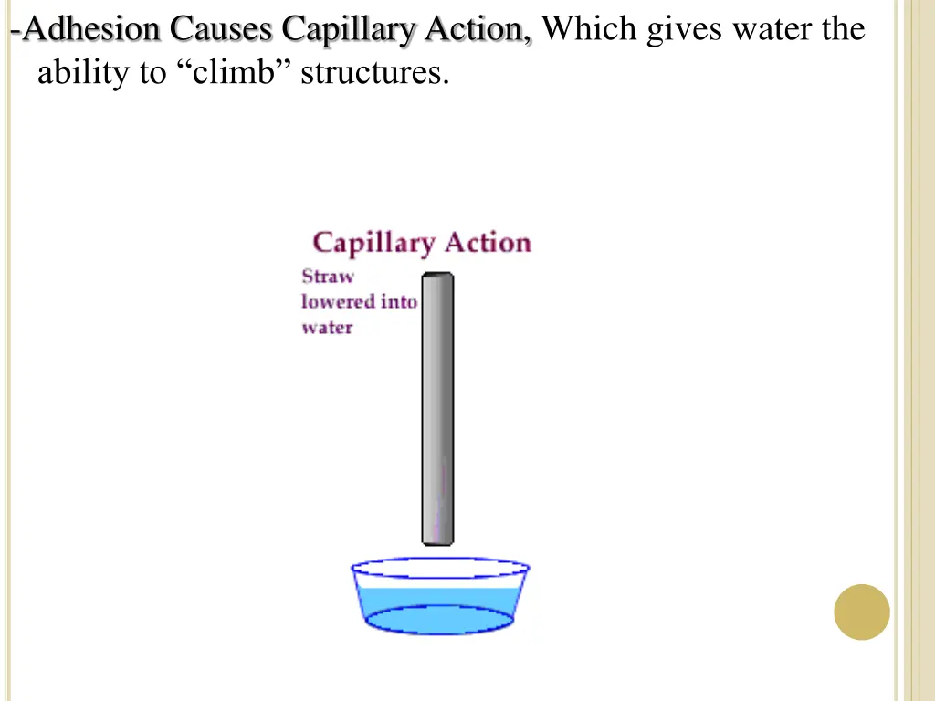 adhesion causes capillary action which gives