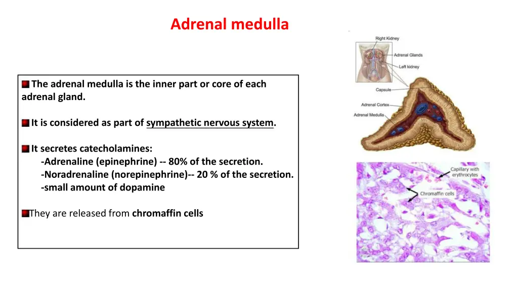 adrenal medulla 1