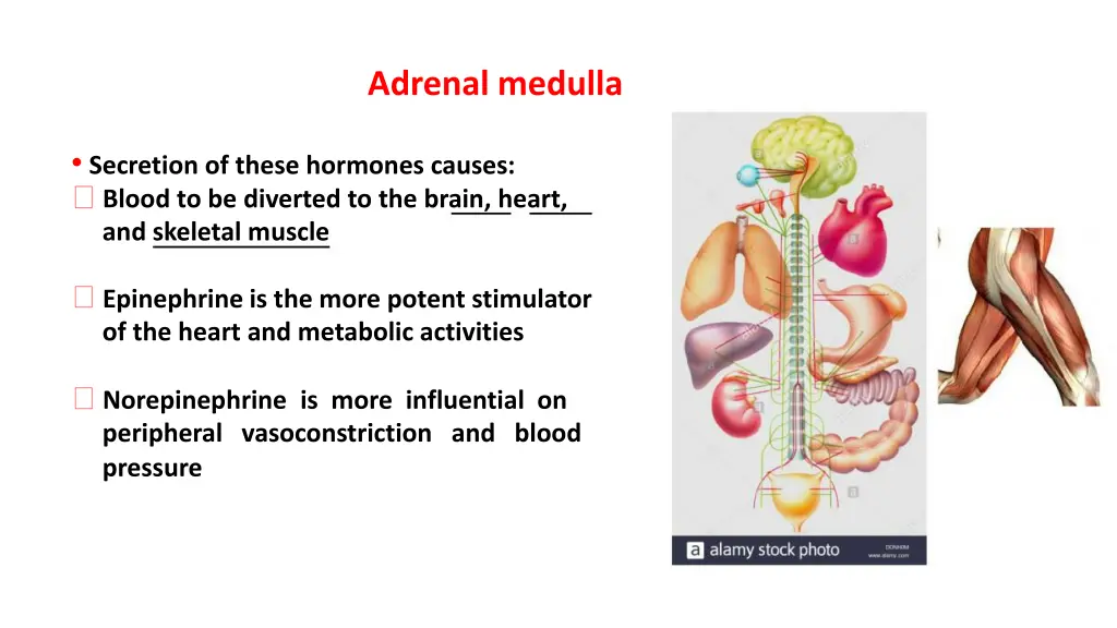 adrenal medulla 2