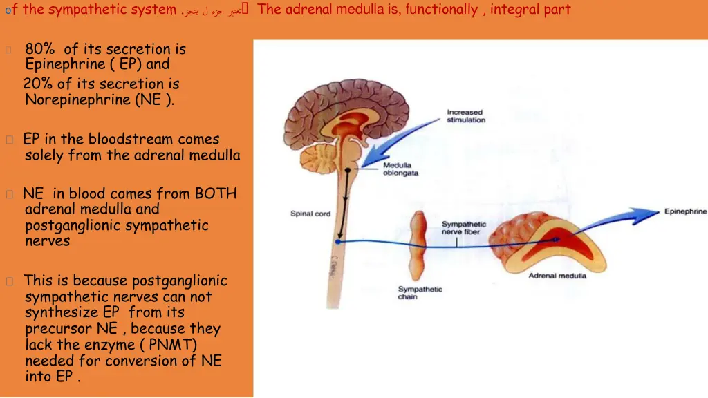 o f the sympathetic system