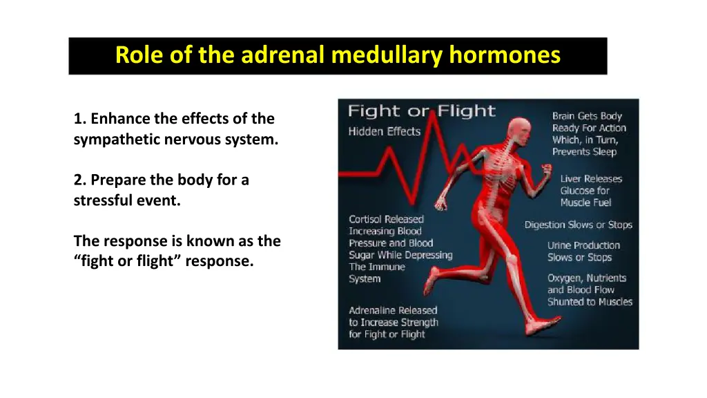 role of the adrenal medullary hormones