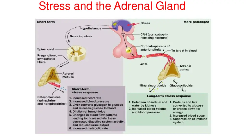stress and the adrenal gland