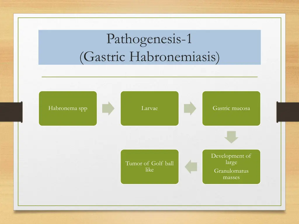 pathogenesis 1 gastric habronemiasis