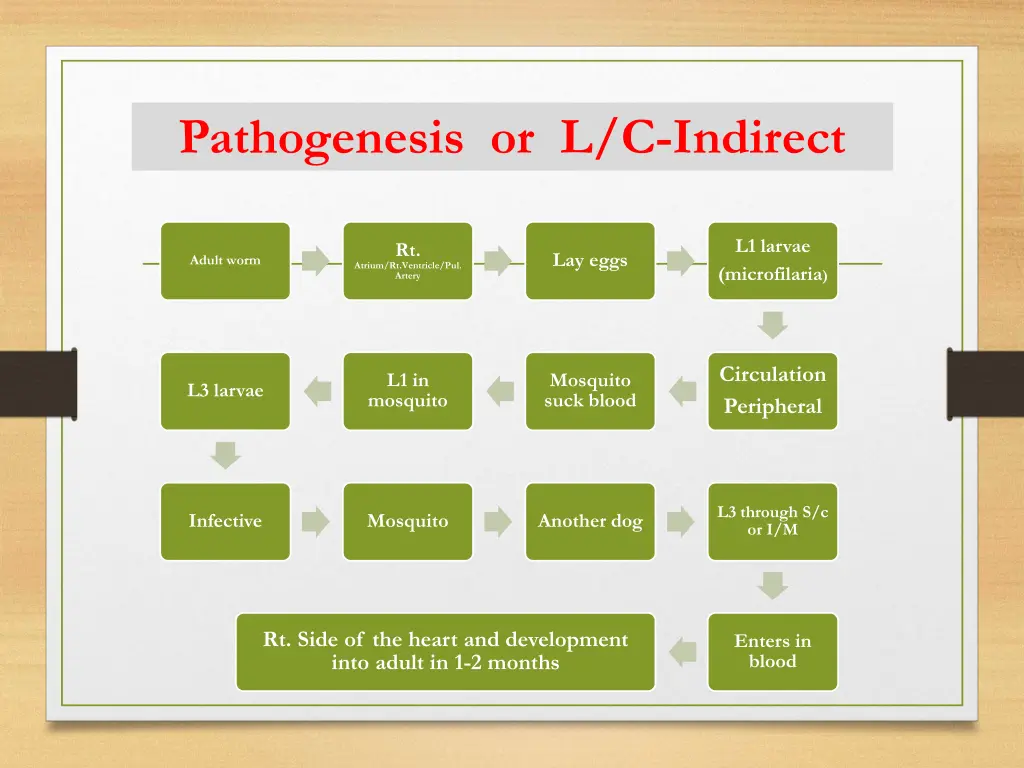 pathogenesis or l c indirect