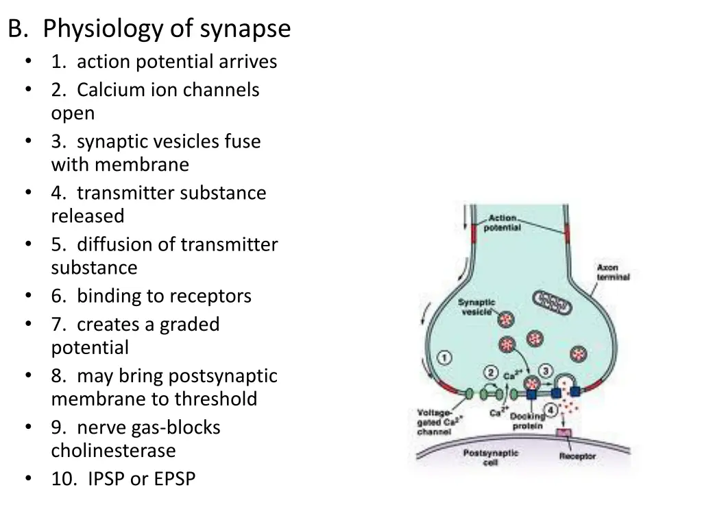 b physiology of synapse 1 action potential