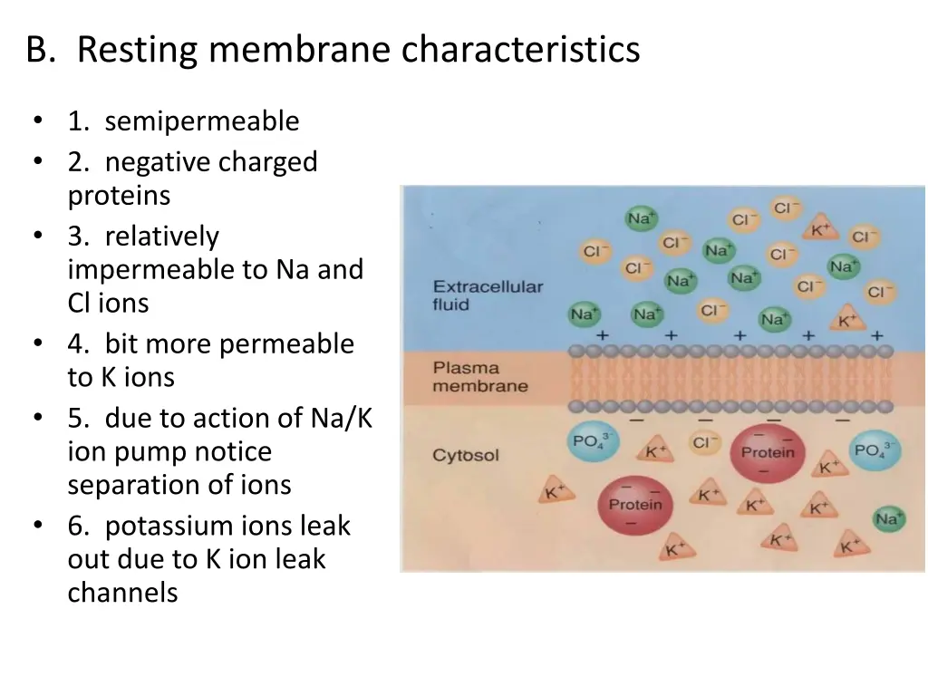 b resting membrane characteristics