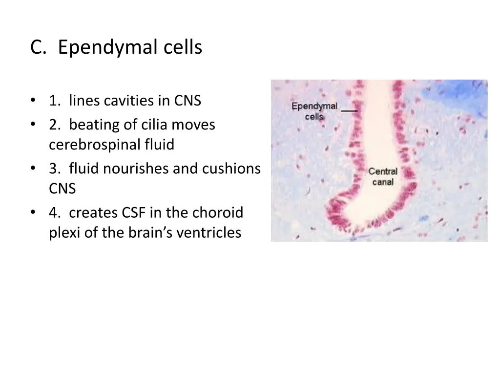 c ependymal cells
