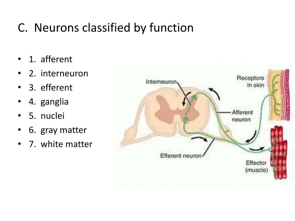 c neurons classified by function
