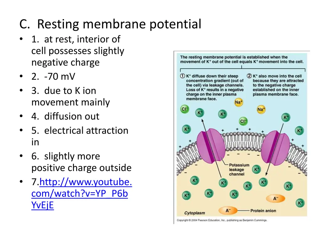 c resting membrane potential 1 at rest interior