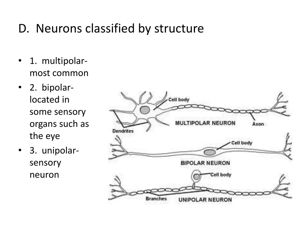 d neurons classified by structure