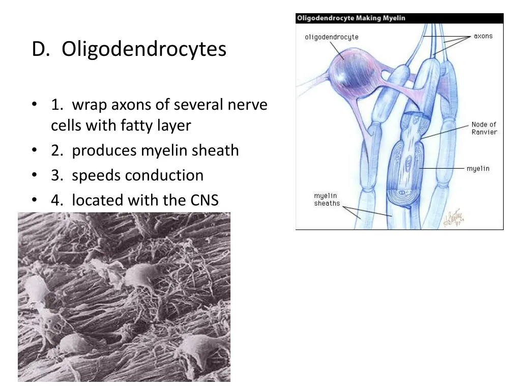 d oligodendrocytes