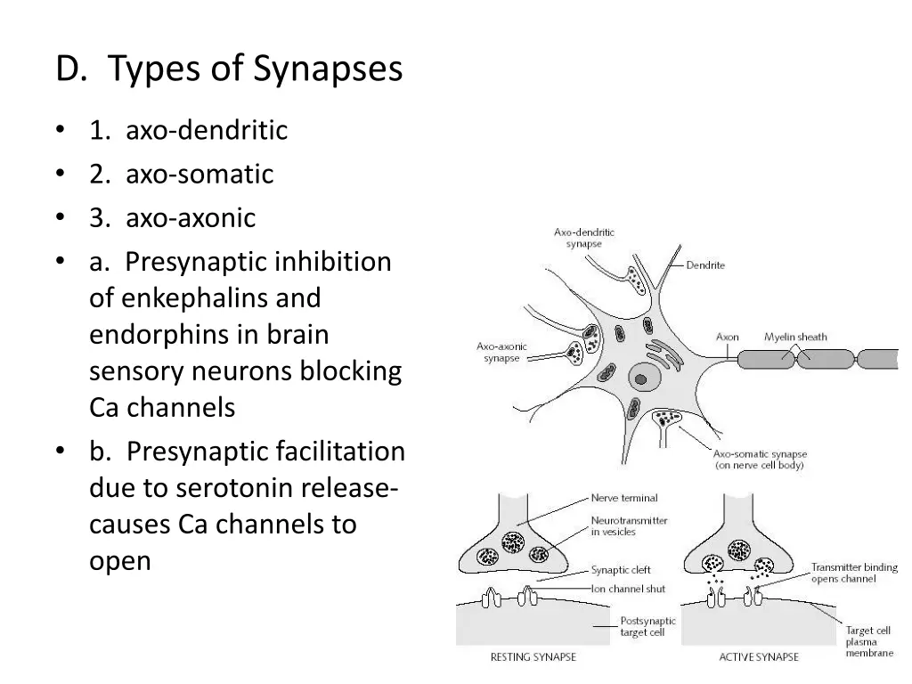 d types of synapses