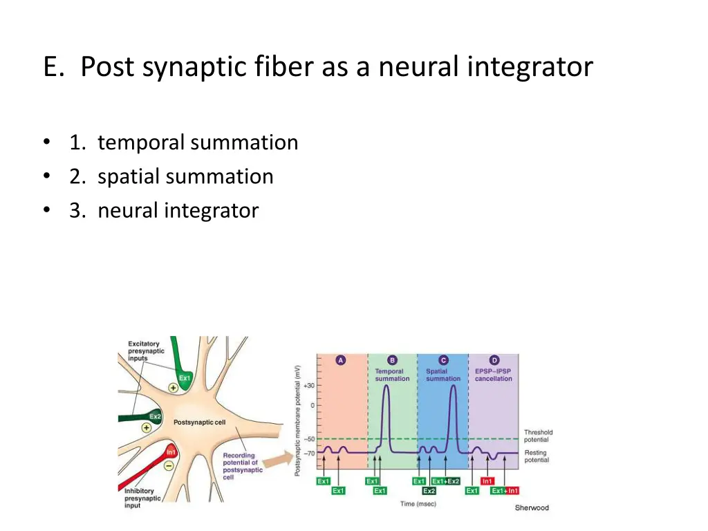 e post synaptic fiber as a neural integrator