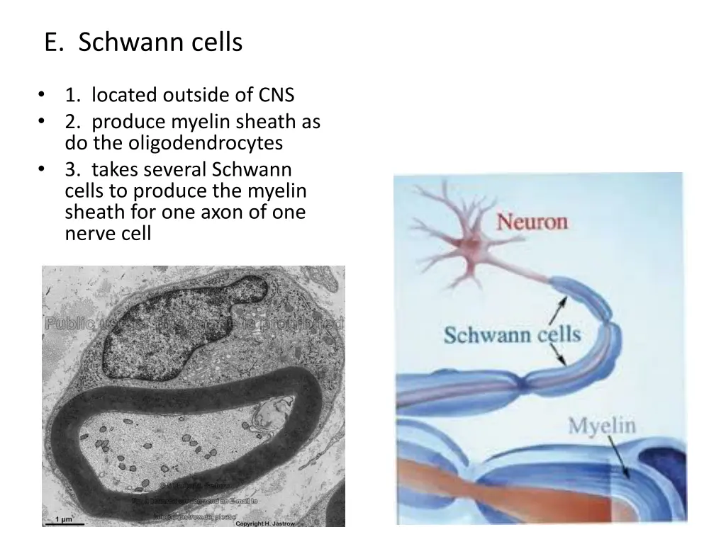 e schwann cells
