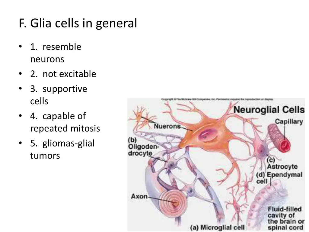 f glia cells in general