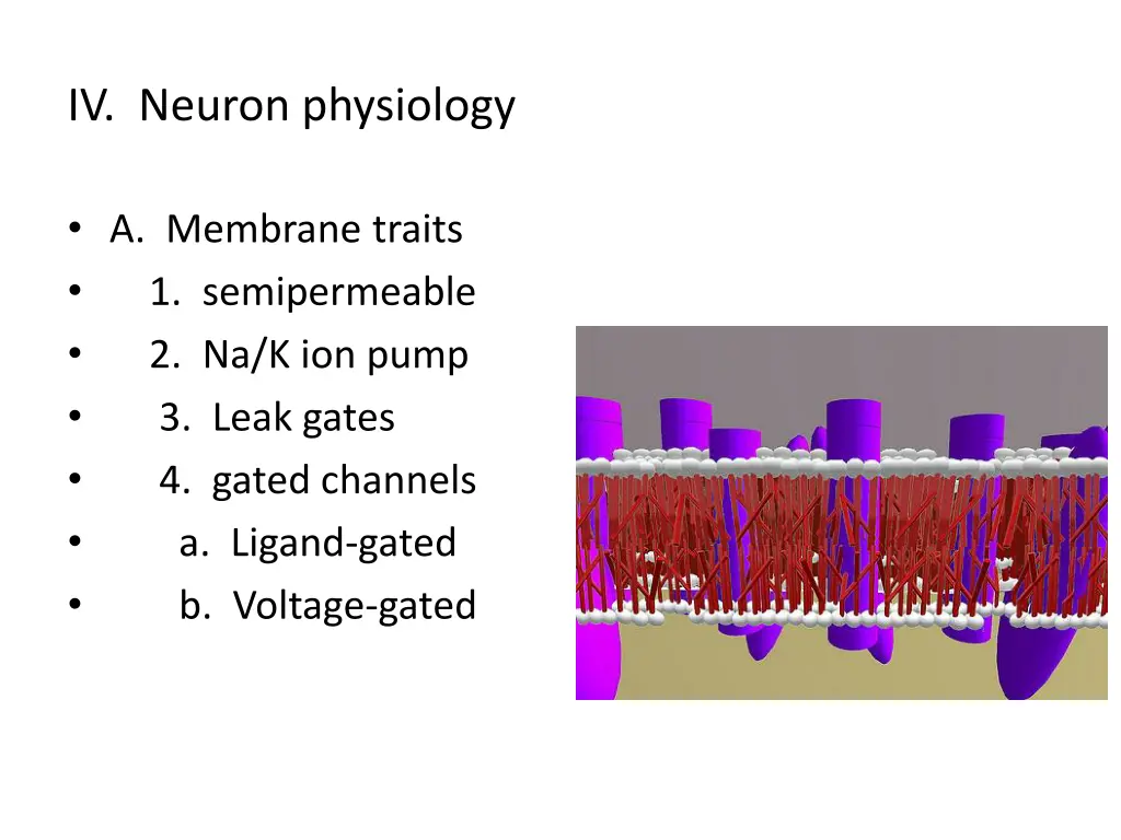 iv neuron physiology