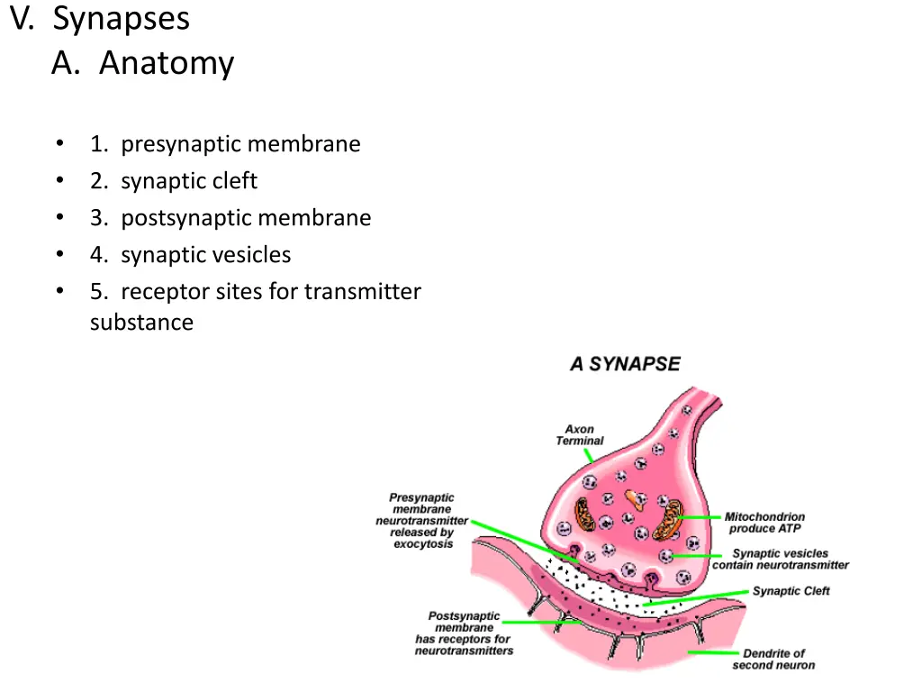 v synapses a anatomy