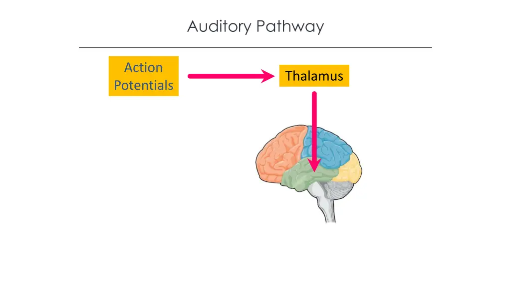 auditory pathway 1