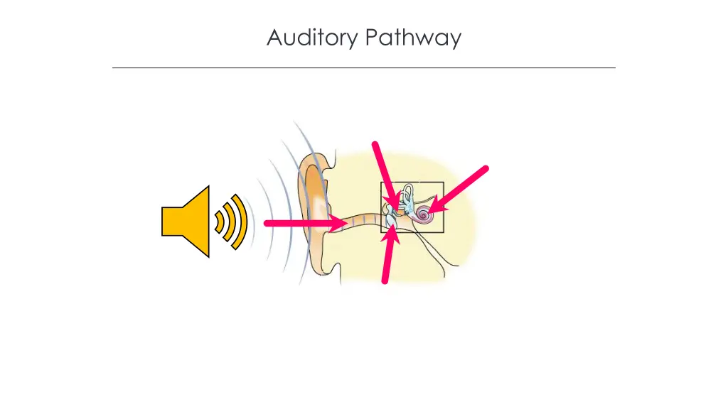 auditory pathway