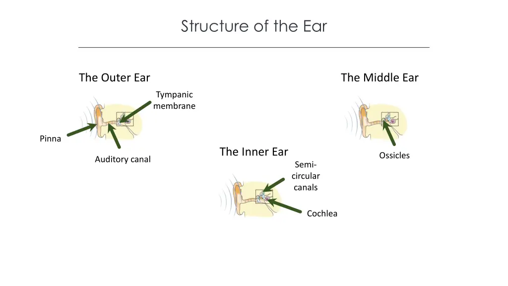 structure of the ear