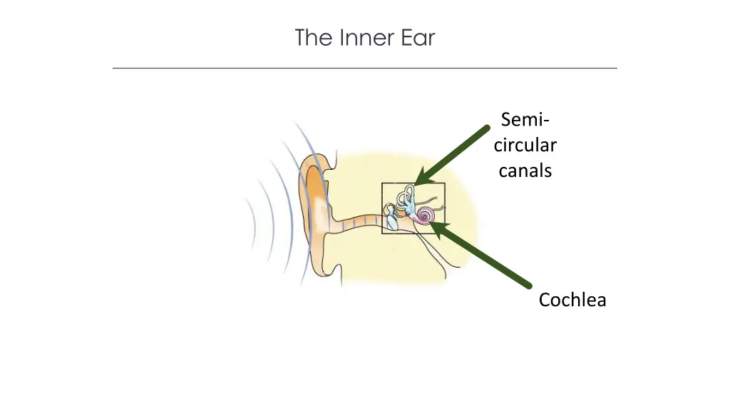 the inner ear