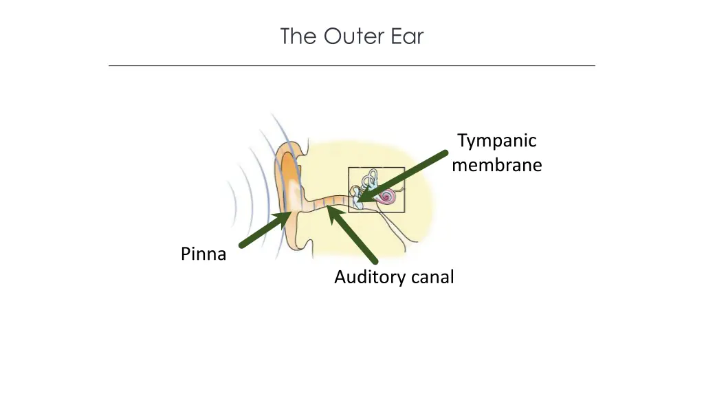 the outer ear