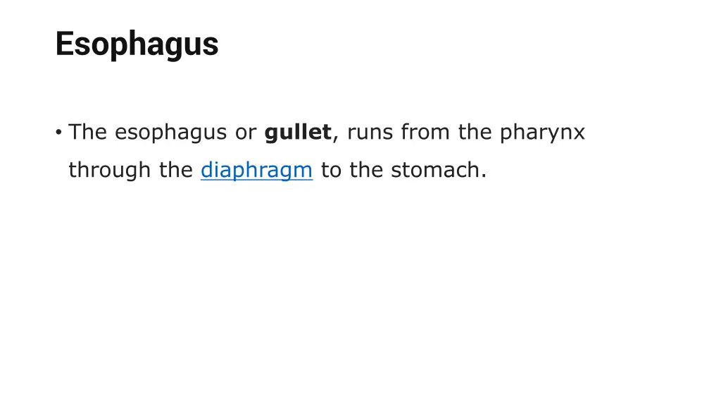 esophagus