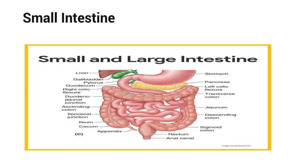 small intestine